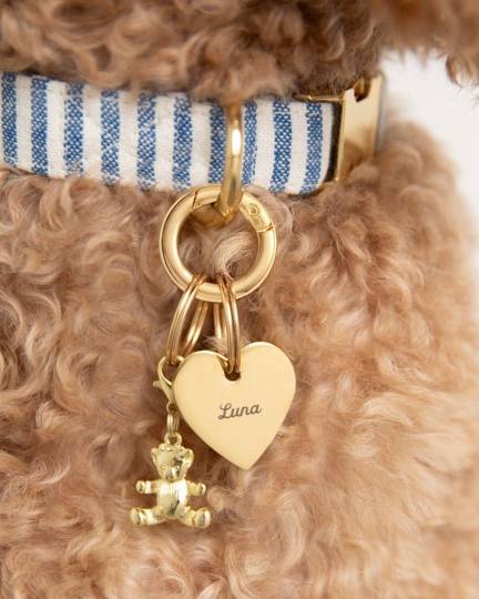 Teddy bear collar charm on a small dog, suitable for breeds like Dachshunds and Yorkies.