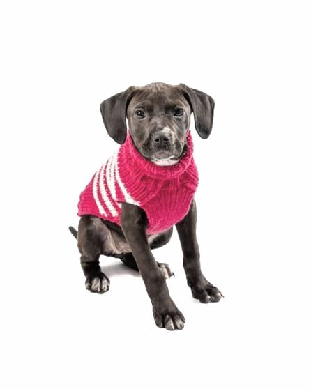 Adorable red and white striped sweater for stylish dogs