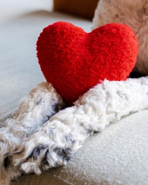 Affordable dog toys for all breeds