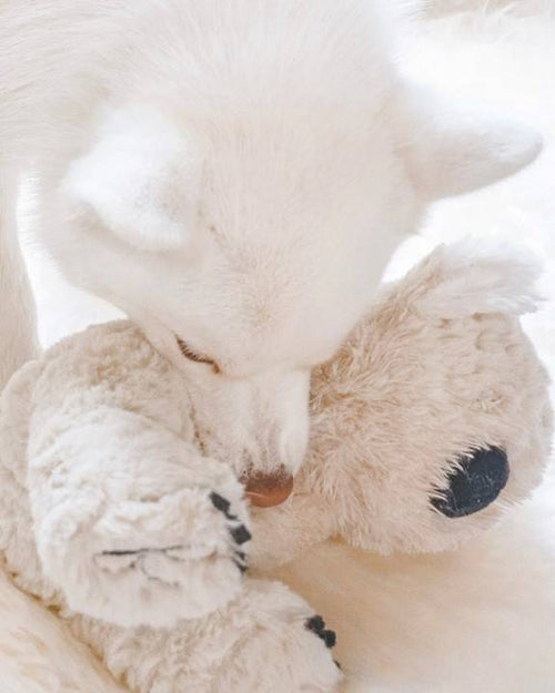 Cuddly plush toy for dogs, perfect for companionship and comfort