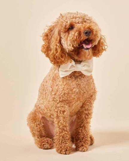 Elegant ivory wedding dog bow tie, a stylish accessory for your pup&