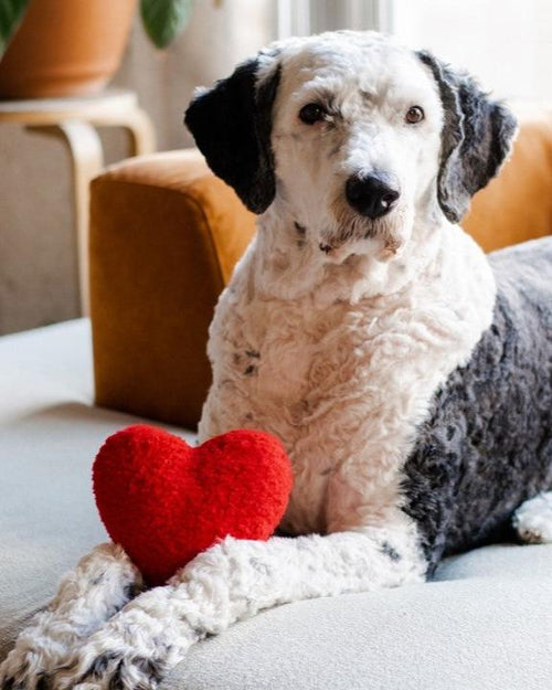 Best dog toys for teething puppies and interactive play.