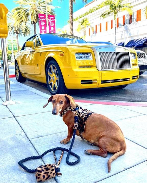 Chic brown pony hair leash for stylish pet owners