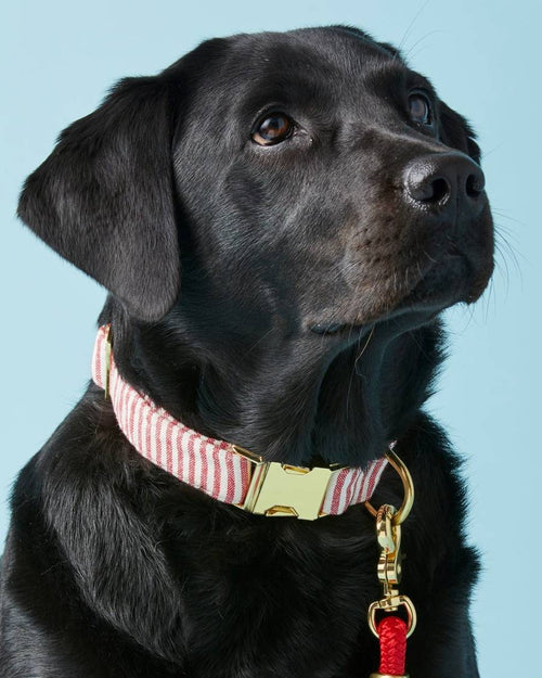 Red and white candy cane striped dog collar, stylish pet accessory for holiday and everyday wear