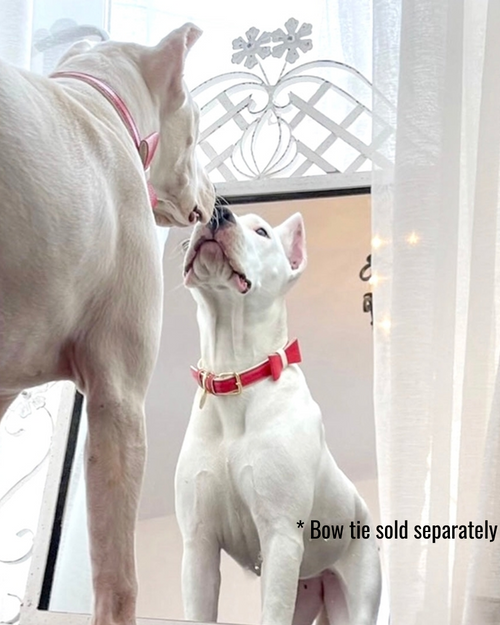 Durable Modern Dog Collar in red, perfect for daily walks and adventures with your furry friend.