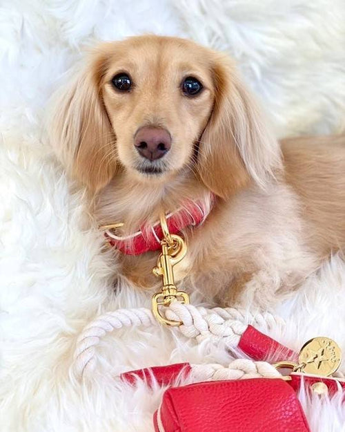 Stylish Modern Dog Collar in vibrant red, adding a pop of color to your dog&