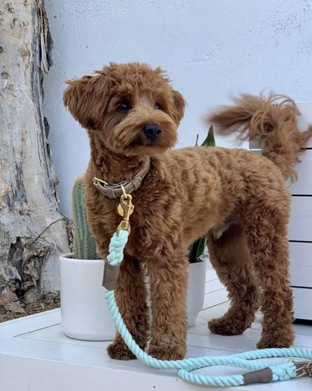 Stylish taupe dog collar for modern pet owners