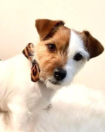 Elegant brown pony hair bowtie to dress up your pet