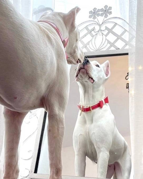 Fashion-forward red leather pet bowtie, perfect for any occasion