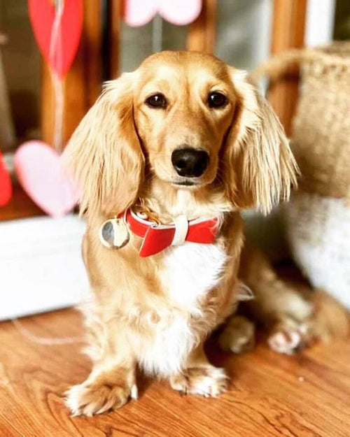 Luxurious red leather pet bowtie for stylish dogs