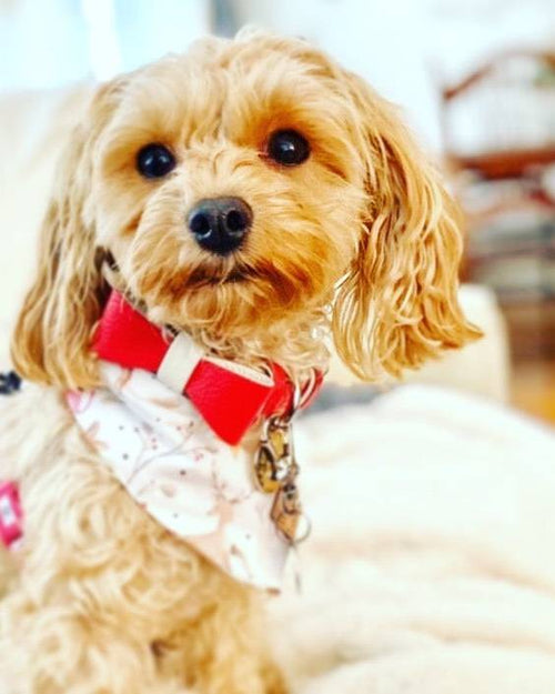 Stylish red leather bowtie for fashionable pets