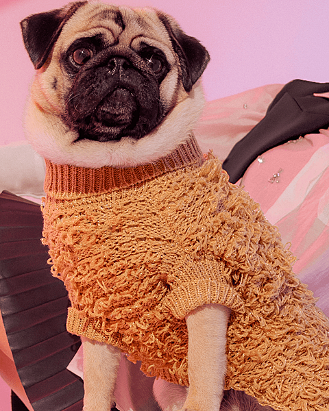 Sparkly metallic gold sweater for dogs, ideal for Pugs and French Bulldogs this holiday season.