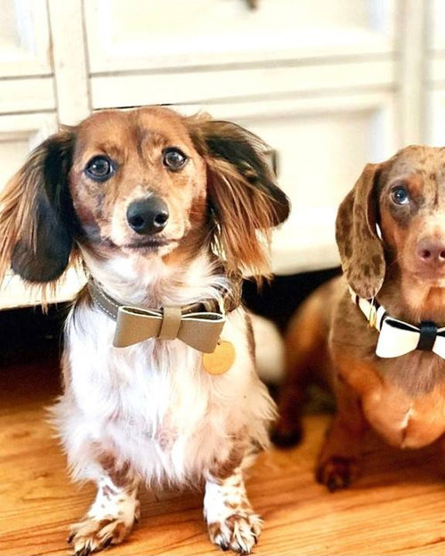 Elegant taupe leather bowtie for pets, perfect for special events