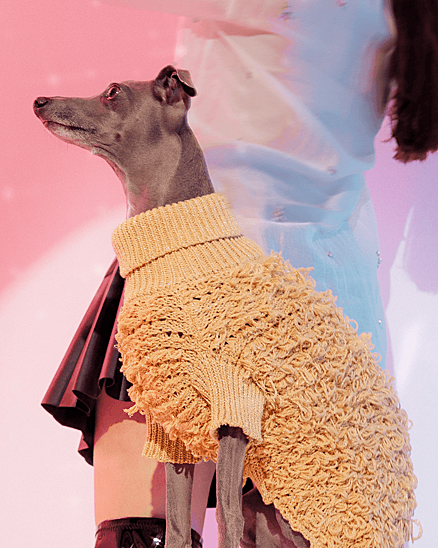 Stylish metallic gold curly knit jumper, perfect for small dogs like Chihuahuas and Yorkies.