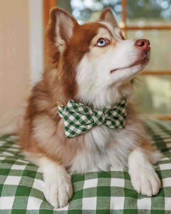 Paw Party Gingham Bow Tie