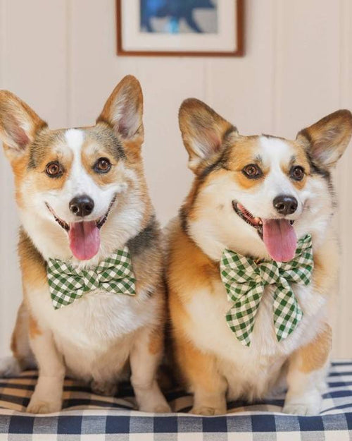 Green gingham lady bow for dogs, ideal for small breeds like Yorkies and Poodles.
