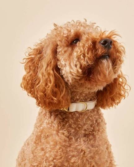 Ivory wedding dog bow collar, the perfect match for your dog’s wedding attire