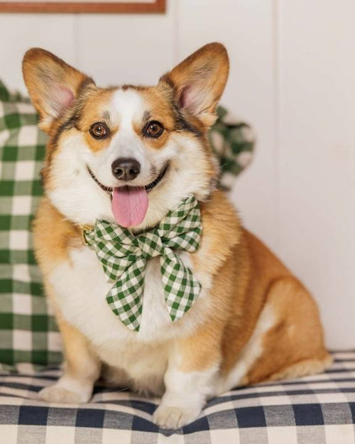 Green gingham lady bow, perfect for small to medium breeds like French Bulldogs and Yorkies.