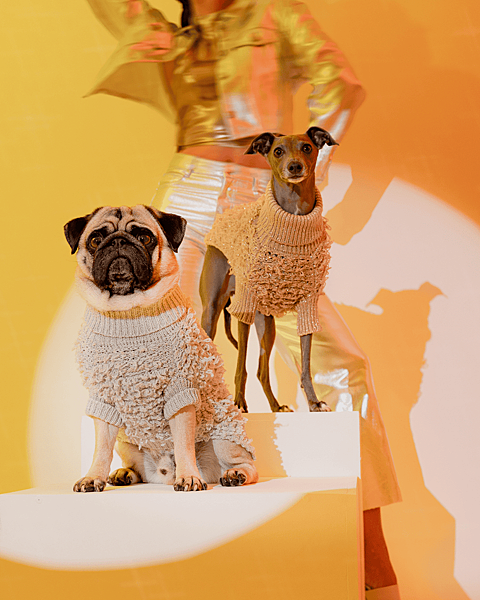 Glamorous metallic gold sweater for small breeds like French Bulldogs and Dachshunds.