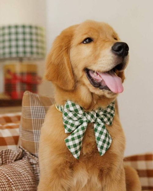 Cute green gingham lady bow for small dogs like French Bulldogs and Schnauzers.