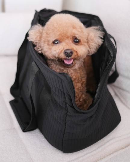 Elegant black dog carrier bag, offering comfort and style for your pup during travel