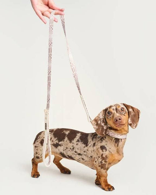 Fierce + Fab neutral snake collar, ideal for stylish dogs like Pugs and Cocker Spaniels.