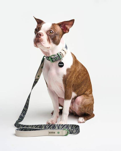 Elegant green zebra dog collar, perfect for fashionable dogs like Cocker Spaniels and Yorkies.