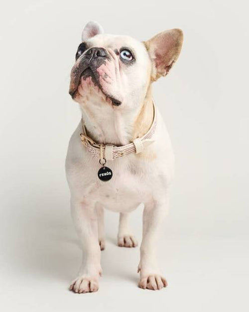 Stylish neutral snake print collar for dogs, ideal for breeds like Poodles and Beagles.