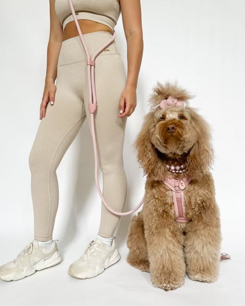 Yorkie in a soft and stylish Sunday Stroll rose dog harness.