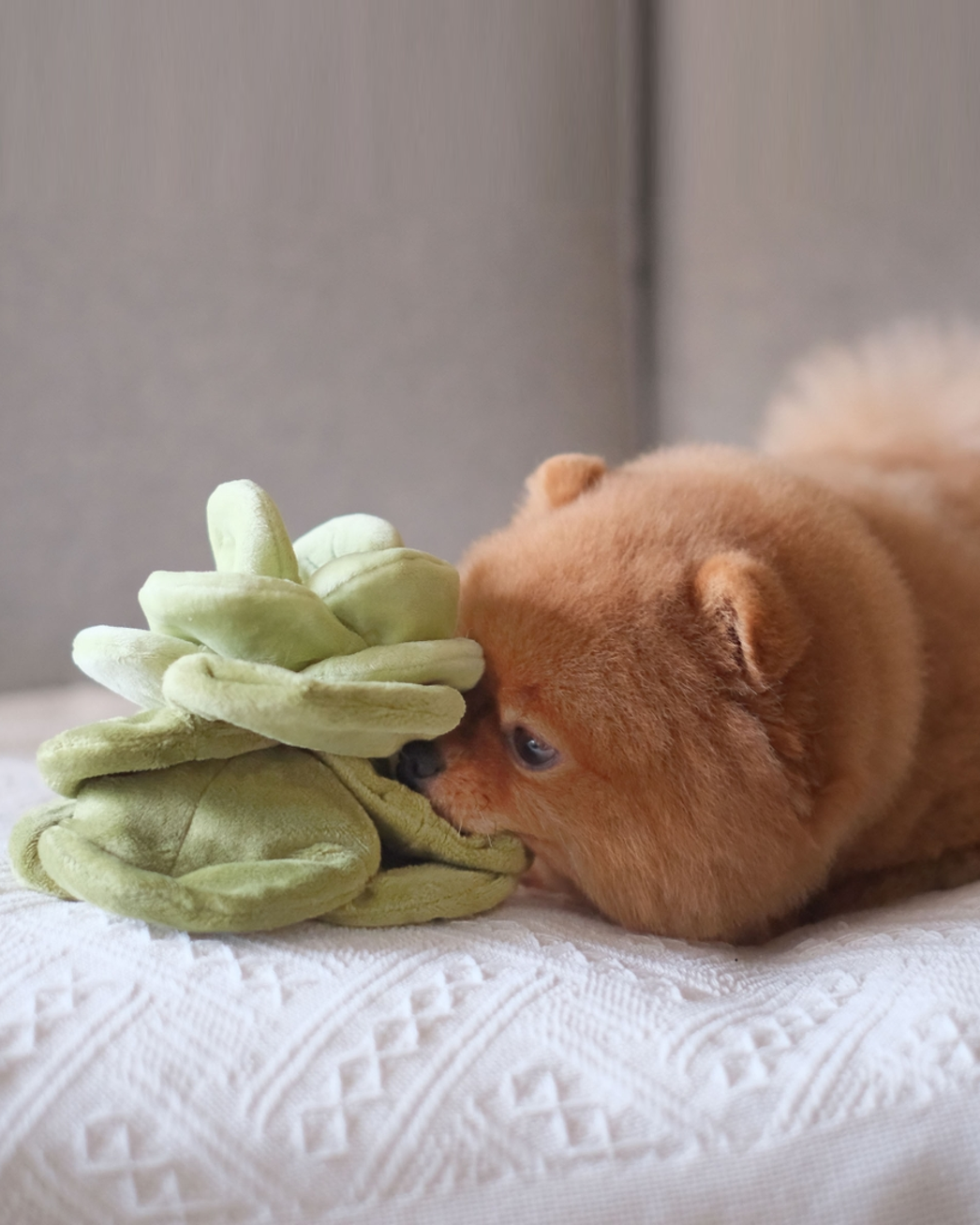 Cabbage-shaped snuffle toy for dogs, designed for small breeds like Corgis or Chihuahuas.