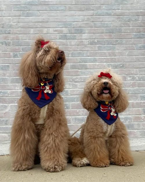 Close-up of navy and red bow bandana highlighting quality stitching and fabric.