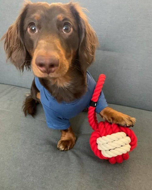 Red and white rope toy, ideal for small dogs like Chihuahuas and Beagles.