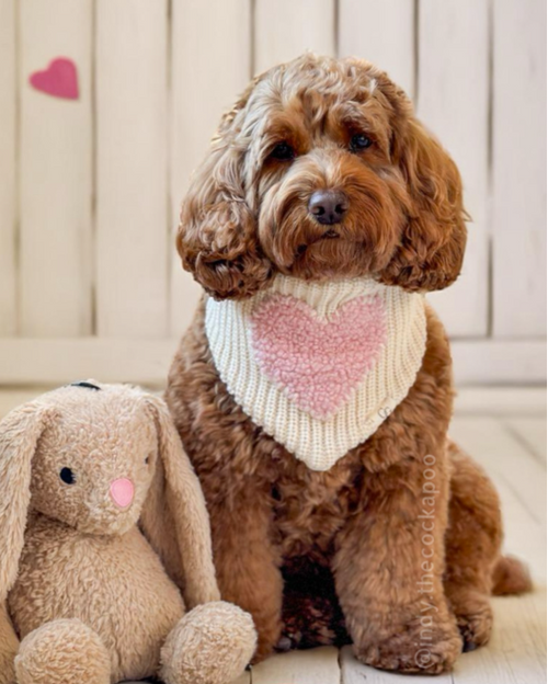 Corgi rocking a Sweet Love bandana, perfect for Valentine&