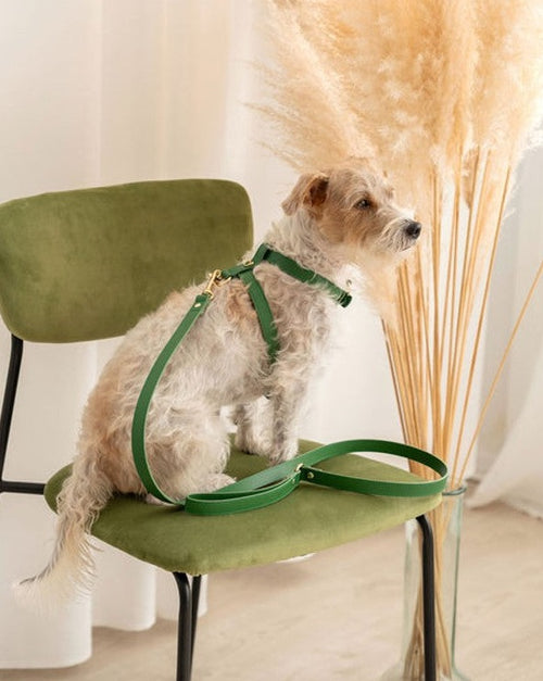 Palermo Green Leather Dog Harness