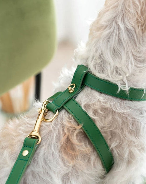 Palermo Green Leather Dog Harness