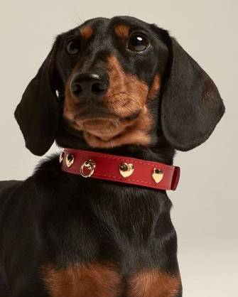 Red walk kit collar and leash combo, designed for style and strength in dogs like Staffordshire Bull Terriers and Cocker Spaniels