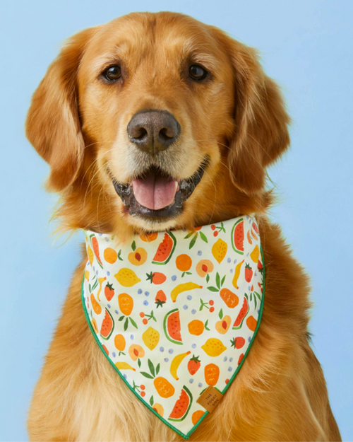 Fun fruit salad summer dog bandana, perfect for adding some flair to your dog’s summer look