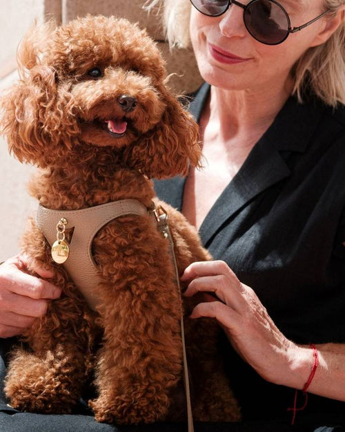 Durable taupe dog walk kit, offering an ergonomic harness and matching leash for a secure and comfortable walk.