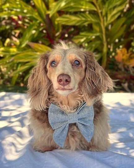 Prim + Pupper Chambray Denim Bow