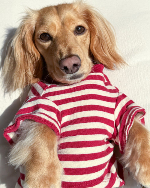 Playful Pooch Red + Ivory Striped Dog T-Shirt