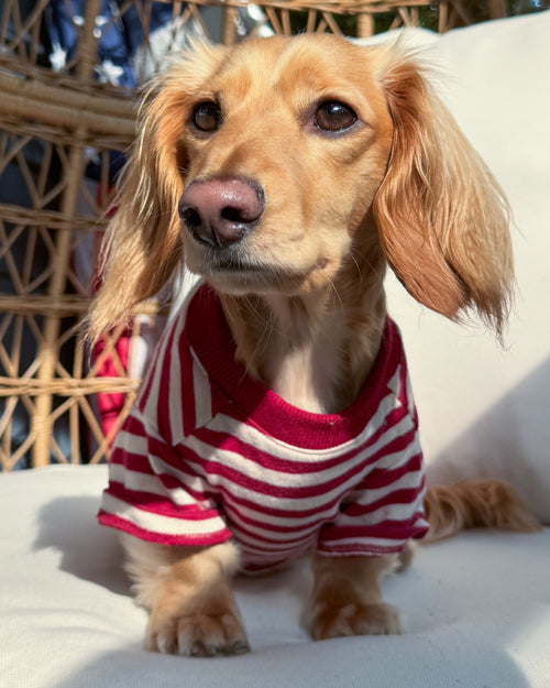 Playful Pooch Red + Ivory Striped Dog T-Shirt