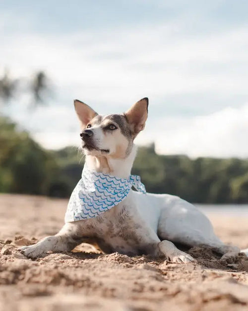 Sea You Later Dog Bandana