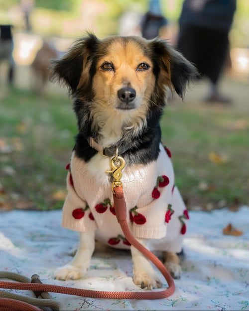 Mon Chéri Blush Cherry Dog Sweater