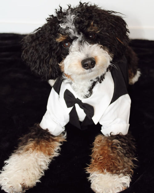 We Do Black Wedding Three-fer Button Up