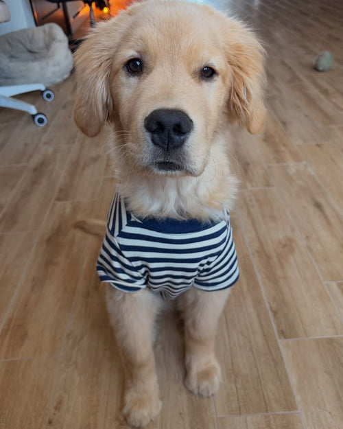 Playful Pooch Navy + Ivory Striped Dog T-Shirt