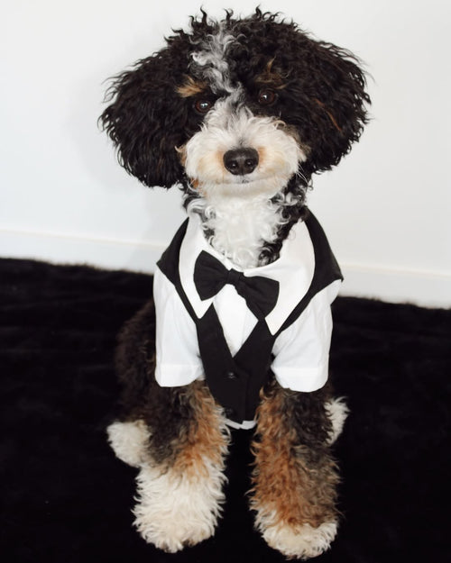 We Do Black Wedding Three-fer Button Up