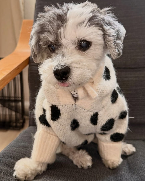 Venice Ivory + Black Polka Dot Dog Hoodie
