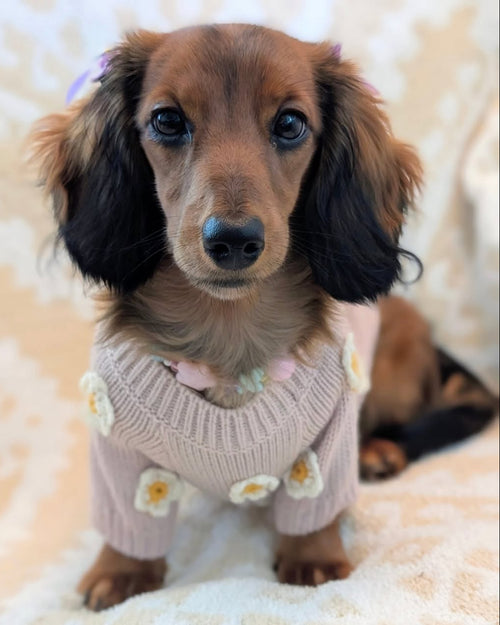 Petal Perfect Blush Daisy Dog Sweater
