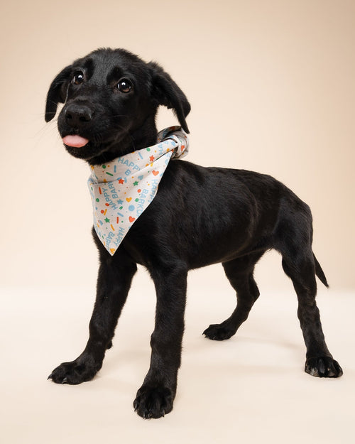 Happy Barkday Blue Dog Bandana