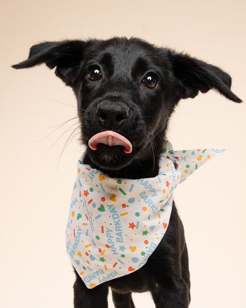 Happy Barkday Blue Dog Bandana